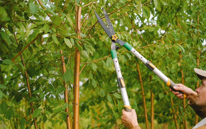 Tree trimming in Cotati, CA
